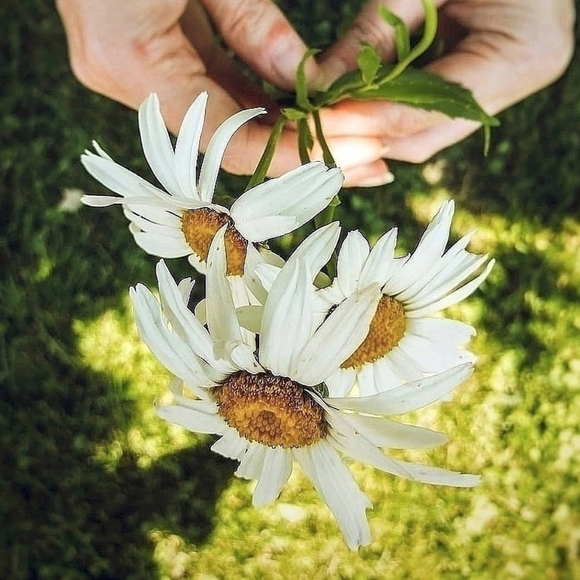 blossomhill04
